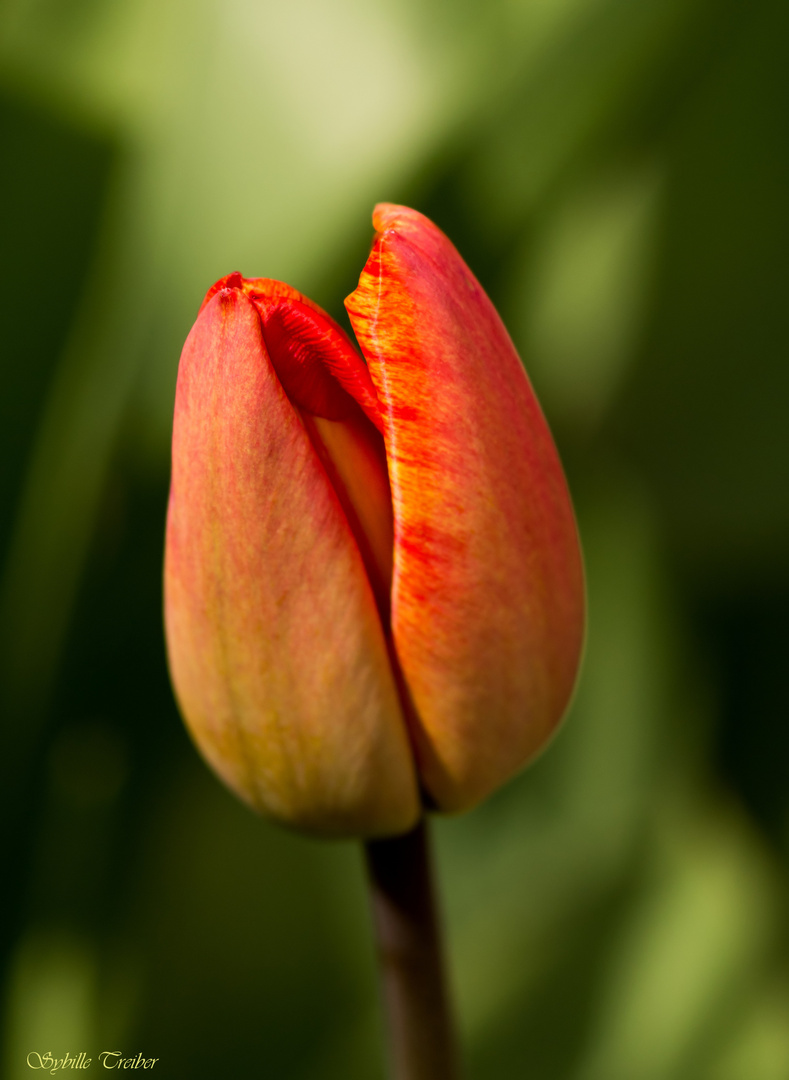 Die Tulpe