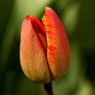 Die Tulpe