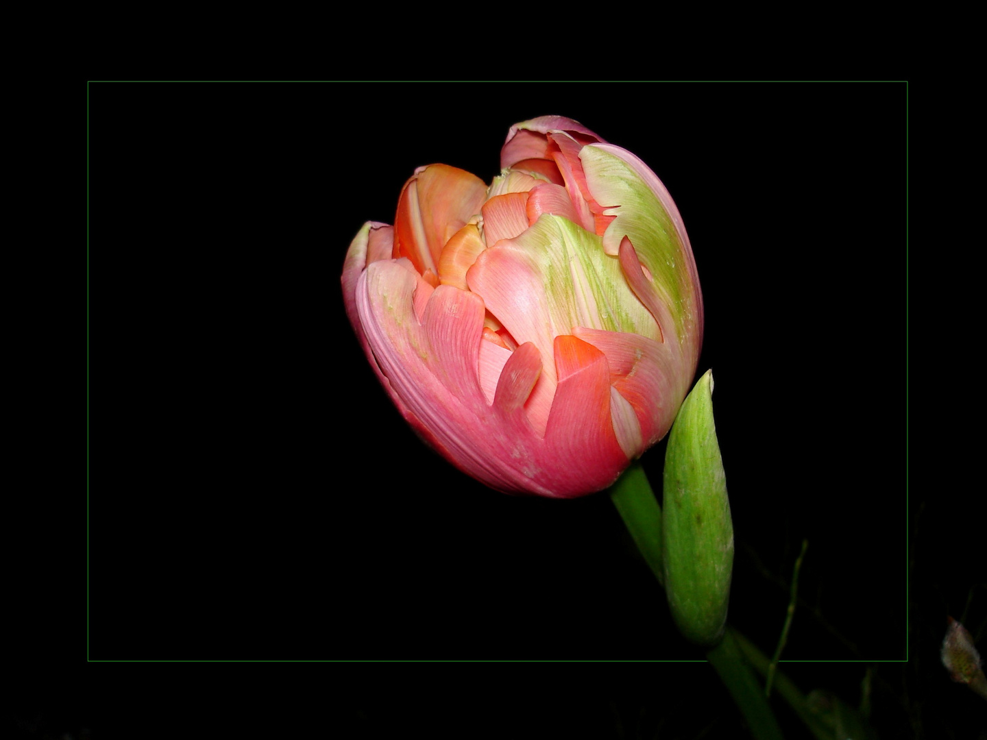 DIE TULPE