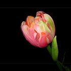 DIE TULPE