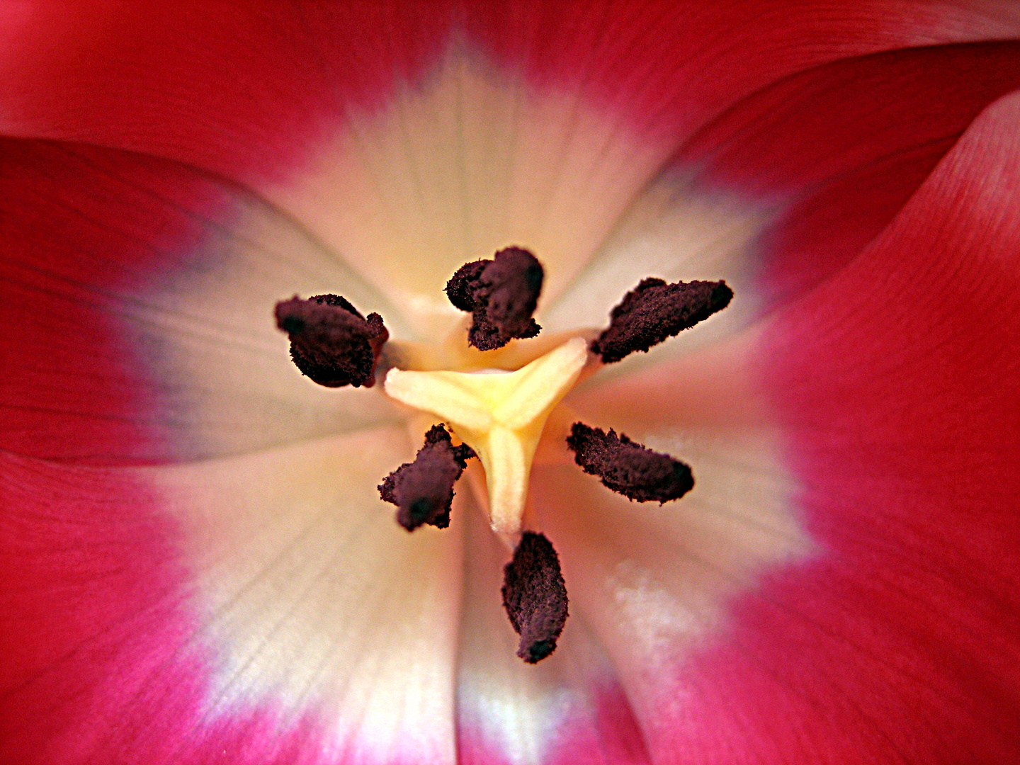 Die Tulpe