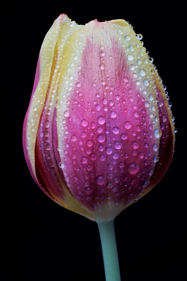 Die Tulpe