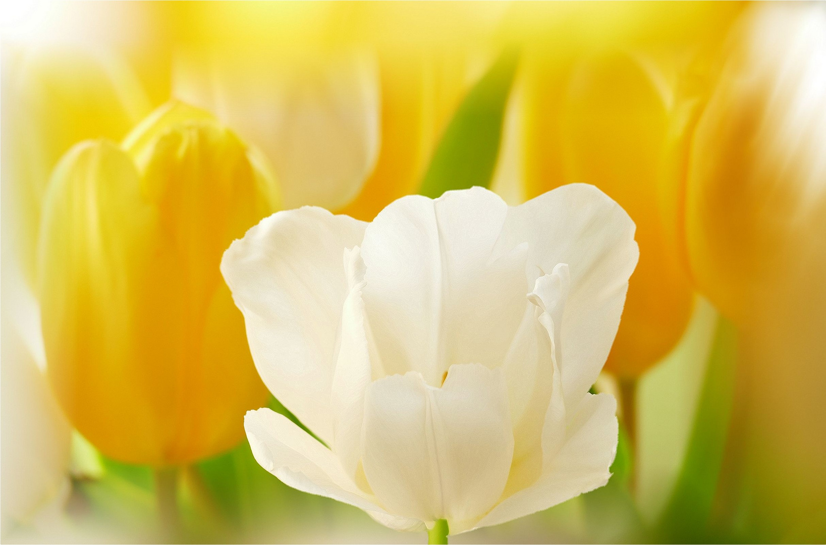 DIE TULPE