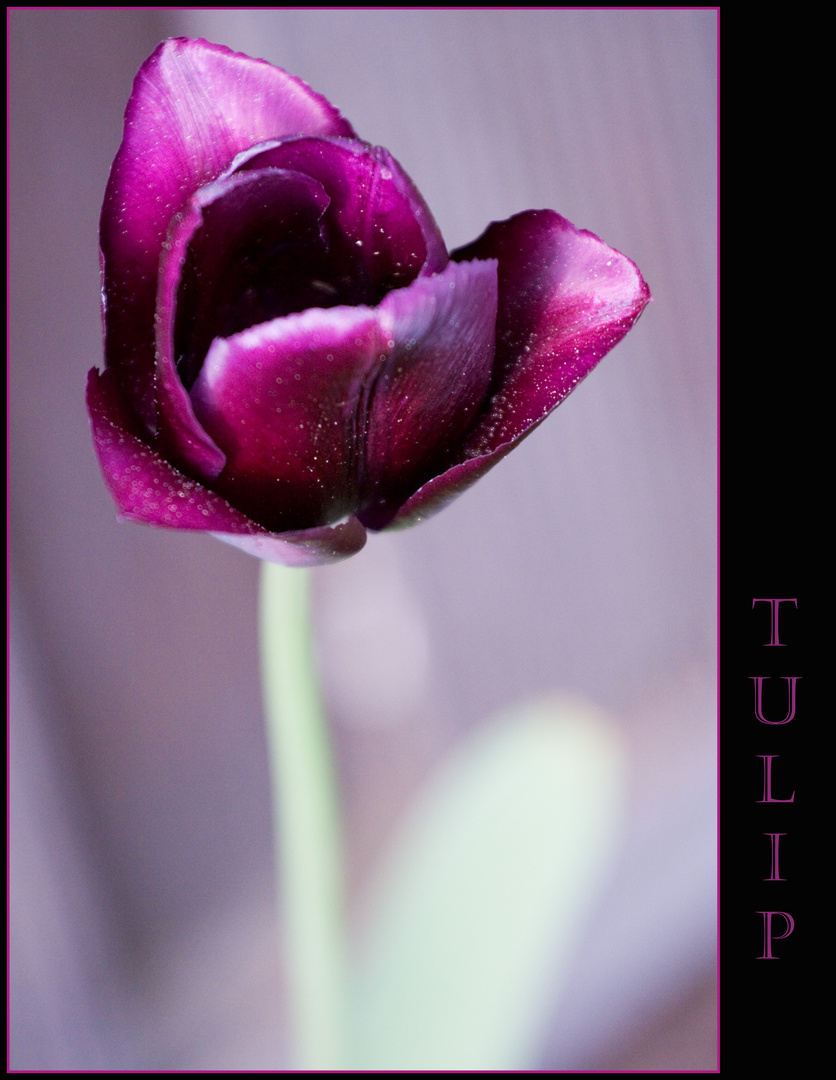 Die Tulpe