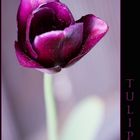 Die Tulpe