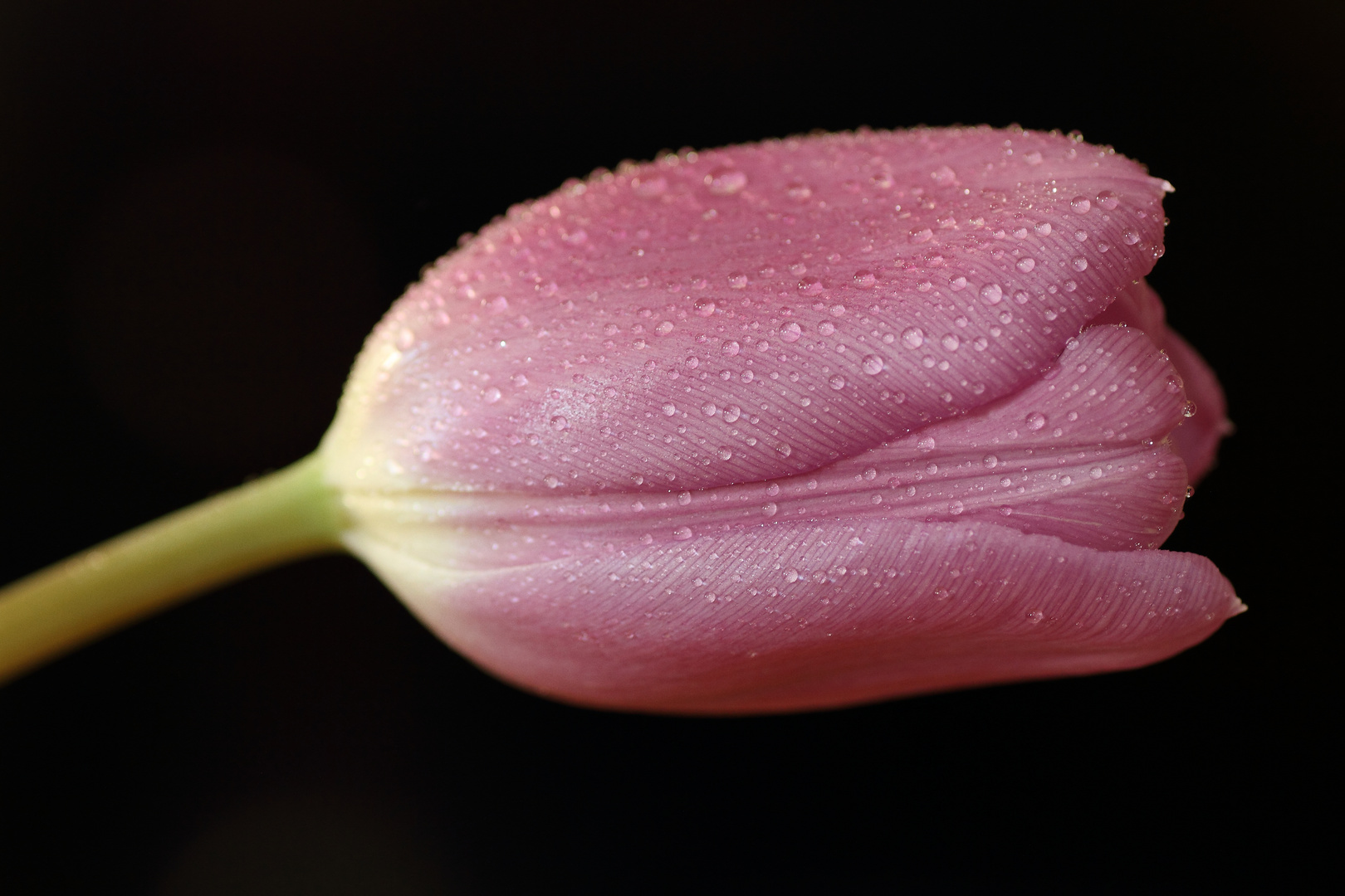 Die Tulpe