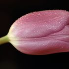 Die Tulpe