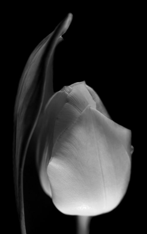 Die Tulpe