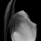 Die Tulpe