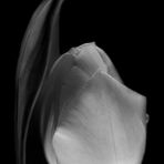 Die Tulpe