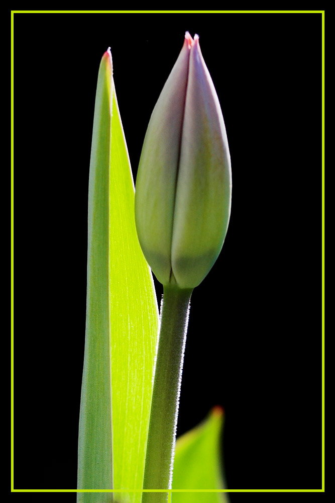 Die Tulpe