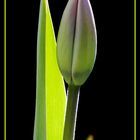 Die Tulpe