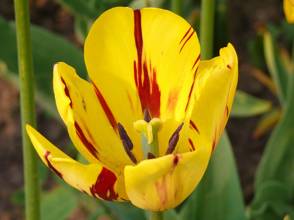 Die Tulpe