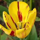 Die Tulpe