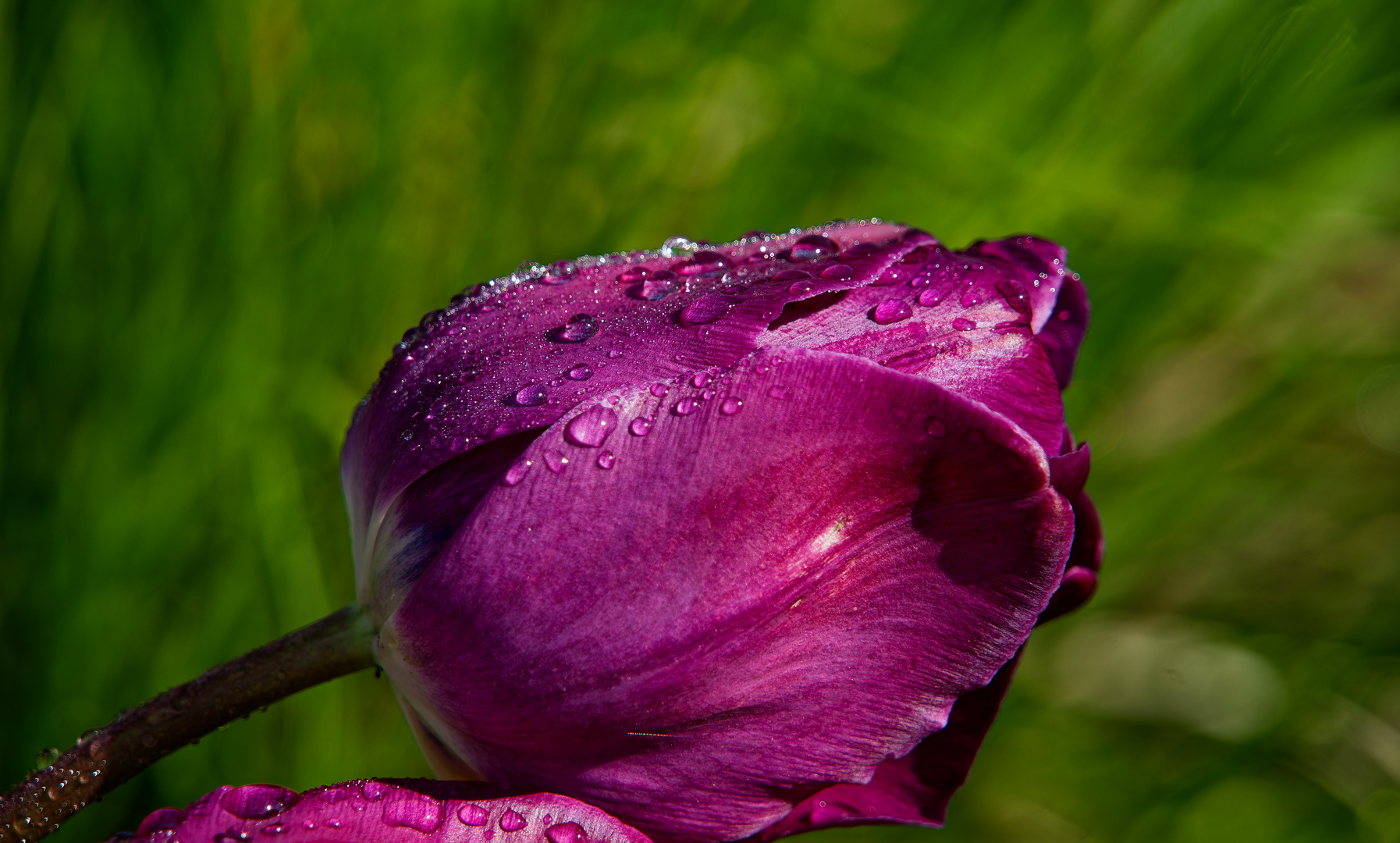 die Tulpe auf der BUGA