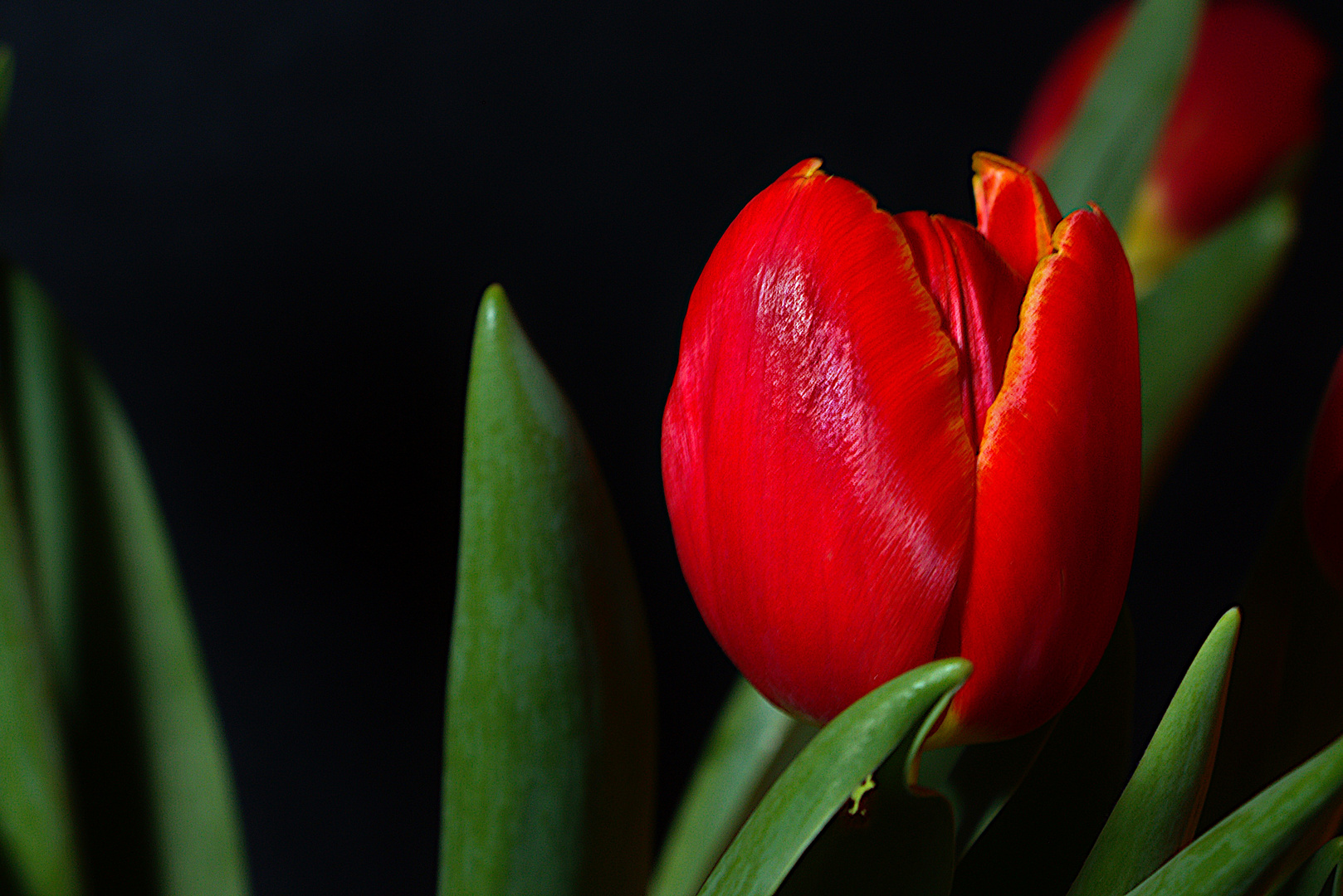 die Tulpe auf schwarz