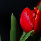 die Tulpe auf schwarz