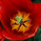 die Tulpe aus Mainau...