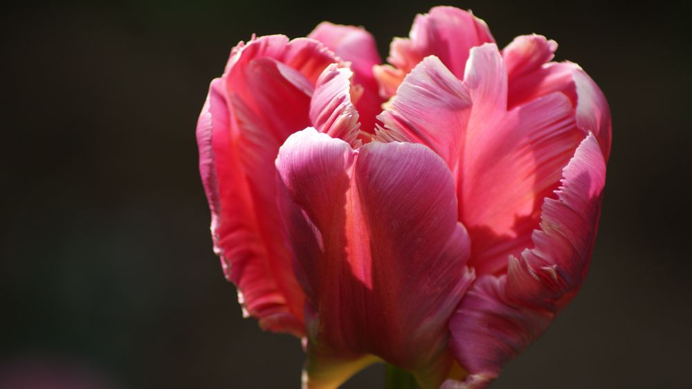 Die Tulpe aus Noordwijk