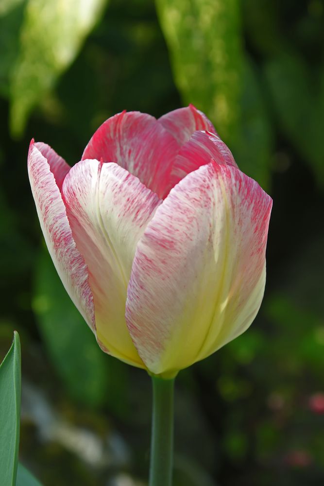 Die Tulpe Foto &amp; Bild pflanzen, pilze &amp; flechten, blüten
