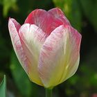 Die Tulpe