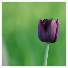 Die Tulpe