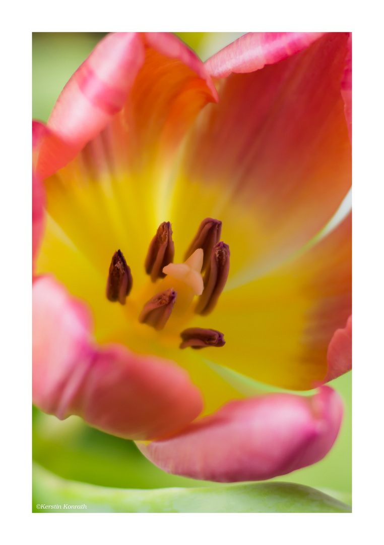 Die Tulpe