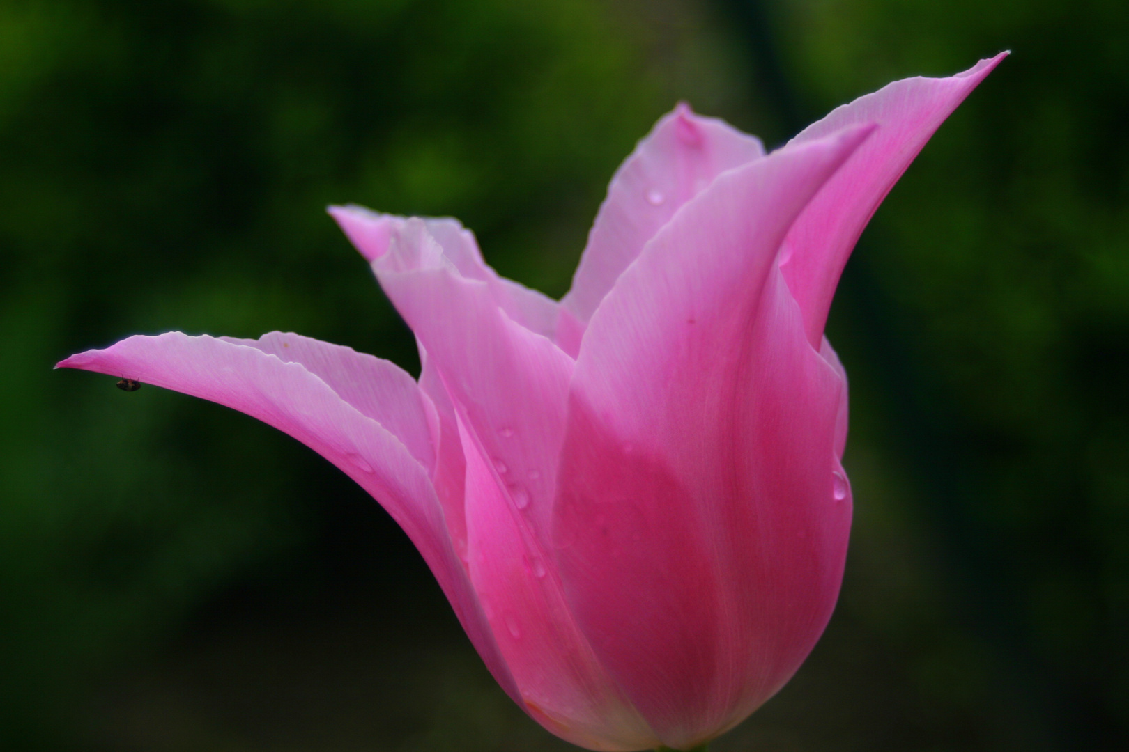 die Tulpe