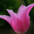 die Tulpe