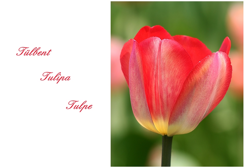 Die Tulpe