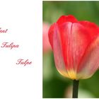 Die Tulpe