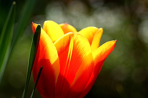 Die Tulpe