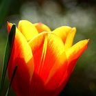 Die Tulpe