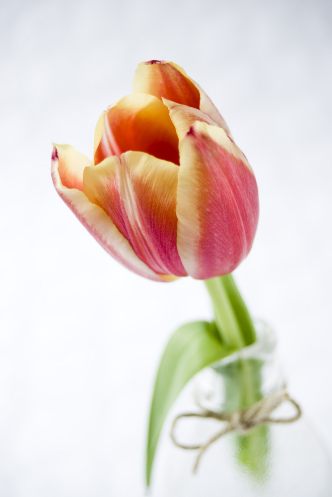 die tulpe