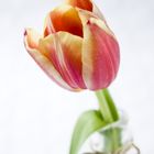 die tulpe