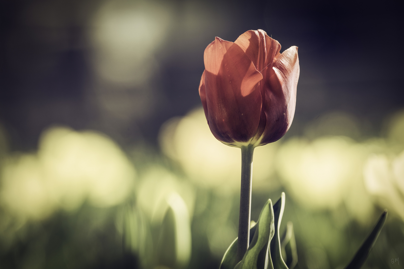 Die Tulpe