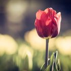 Die Tulpe