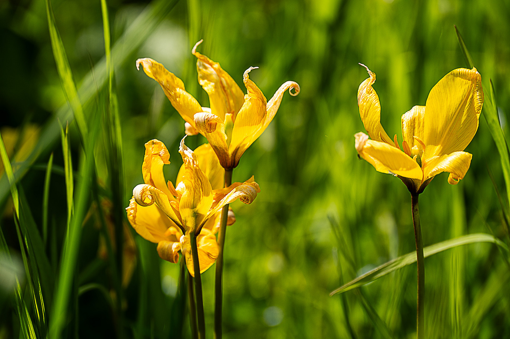 Die Tulpe der Winzer - La tulipe du vigneron