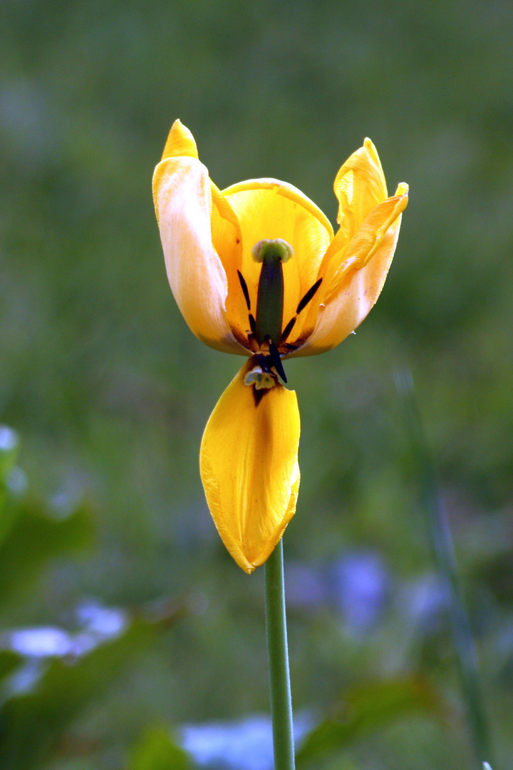 die Tulpe, die eine Iris sein wollte