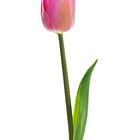 Die Tulpe