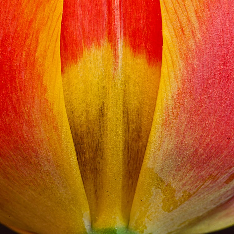 Die Tulpe 