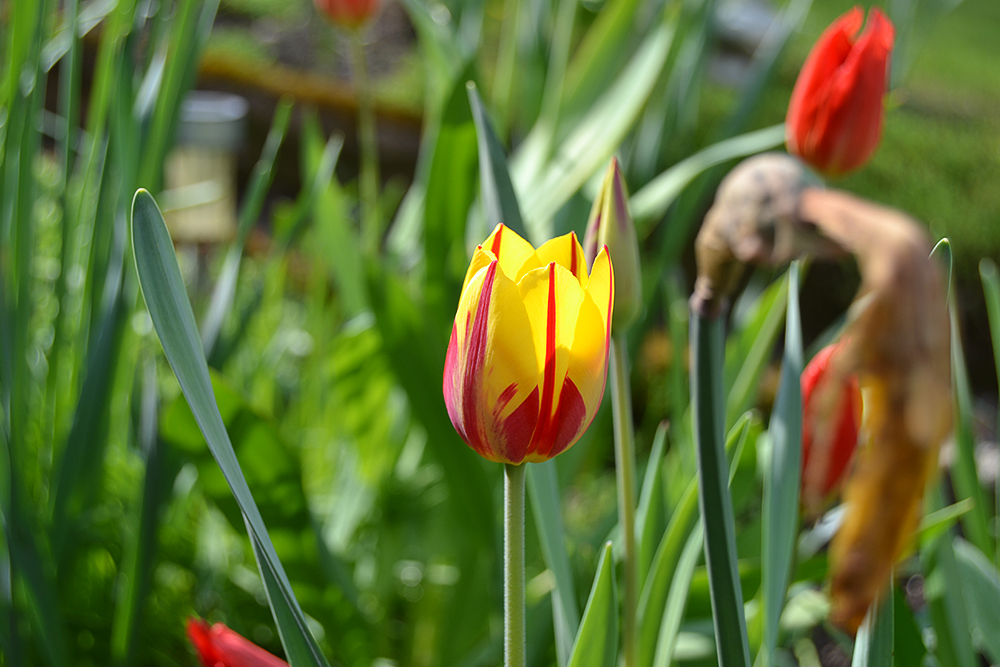 Die Tulpe