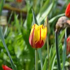 Die Tulpe