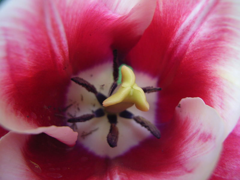 die Tulpe