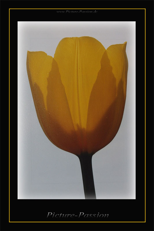 "Die Tulpe"