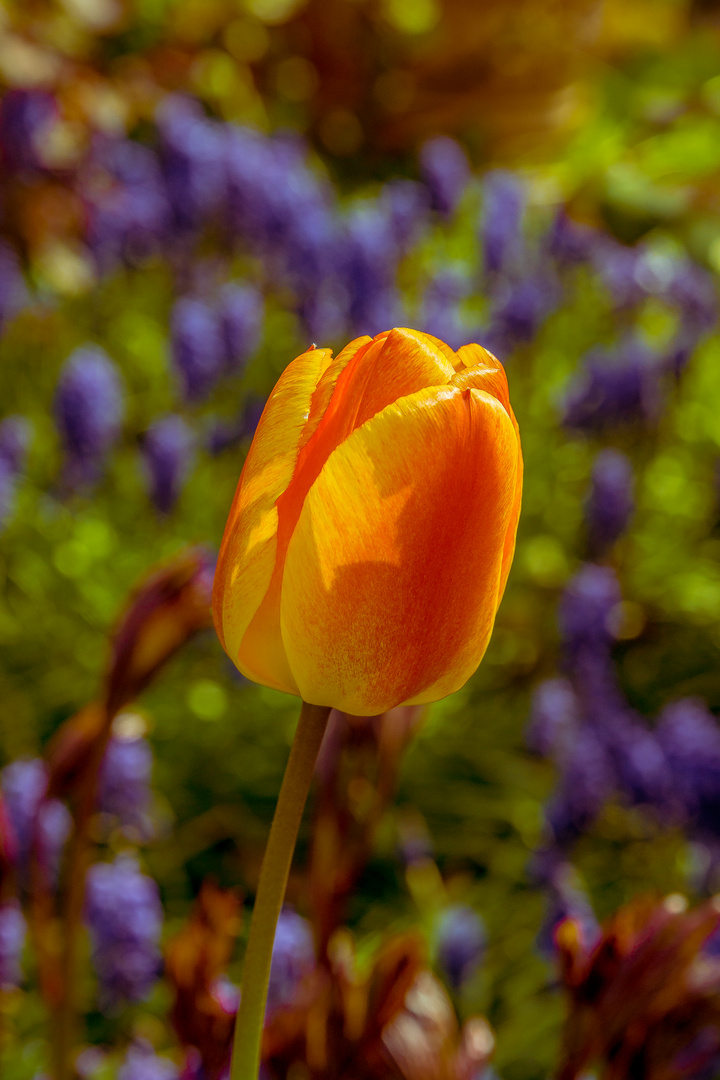 Die Tulpe