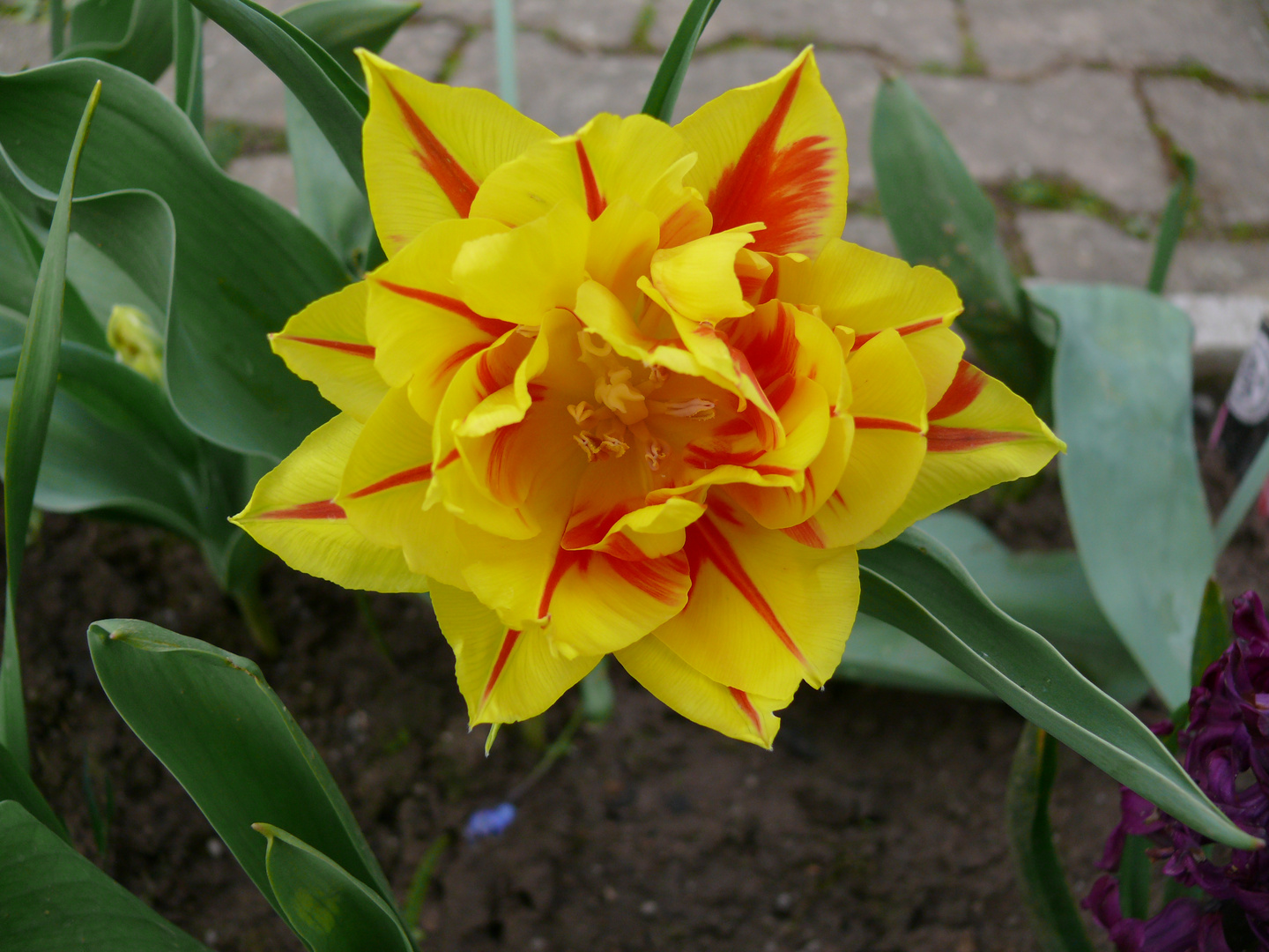 die Tulpe