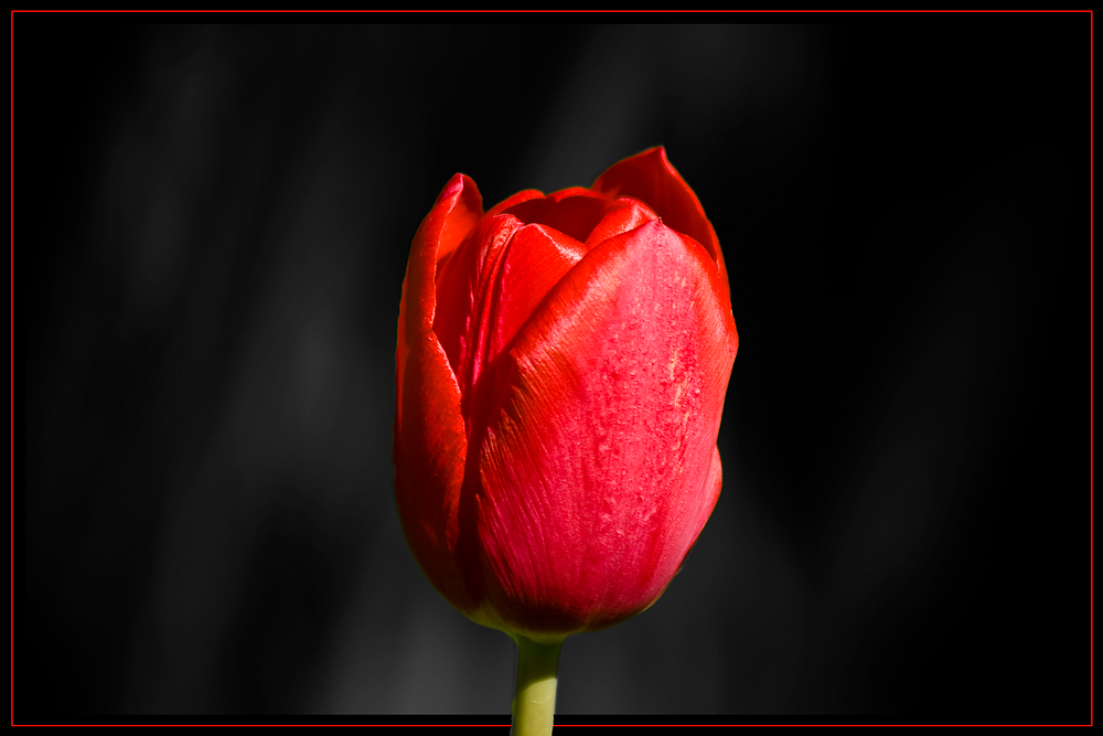 Die Tulpe