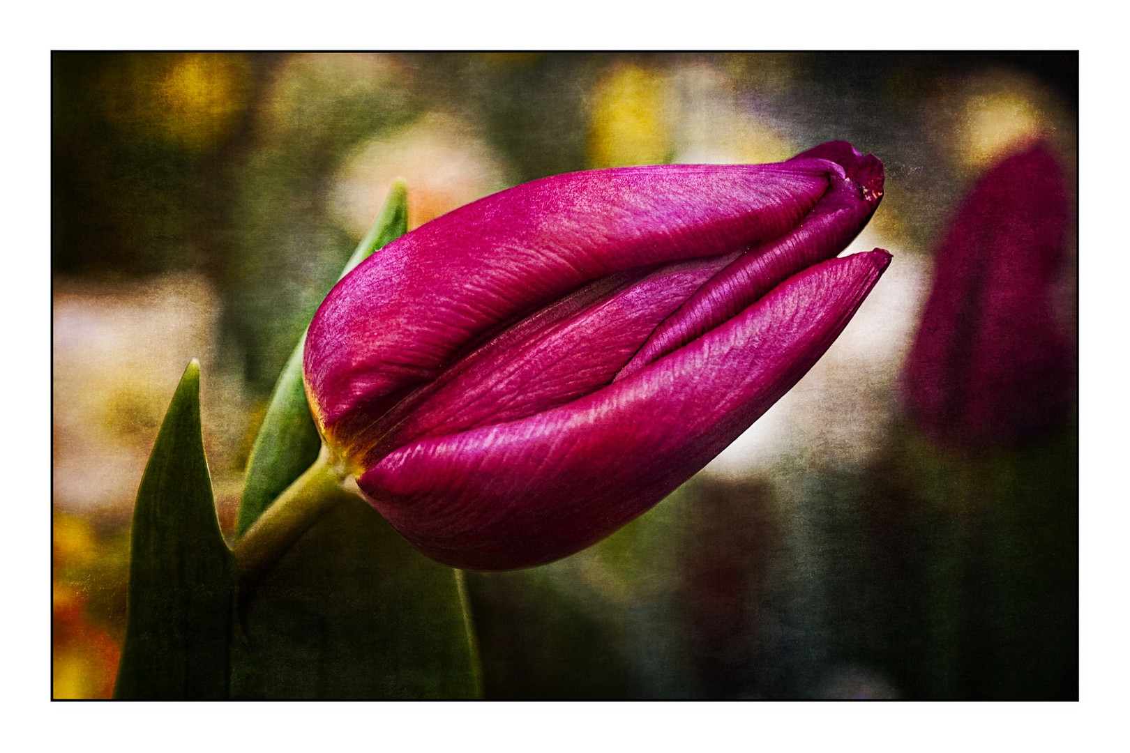 Die Tulpe etwas näher herangeholt.