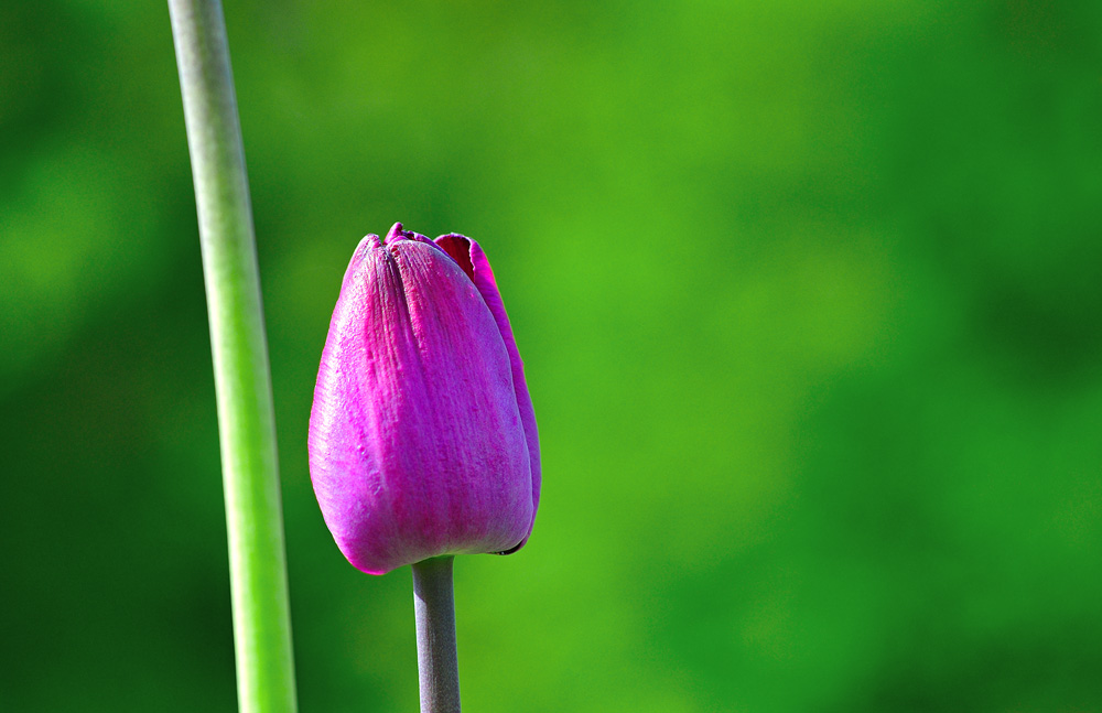 Die Tulpe